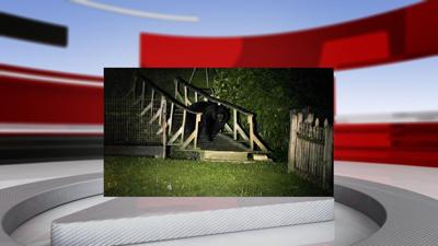 Black Bear at home.jpg