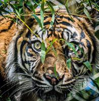 Jingga at Louisville Zoo 1.jpg