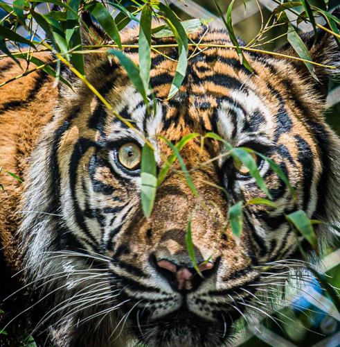 Jingga at Louisville Zoo 1.jpg