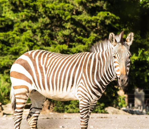 Zebra Azizi at the Louisville Zoo