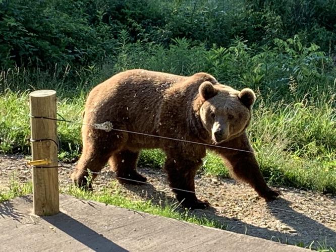 Wilstem Wildlife Park (52).JPG