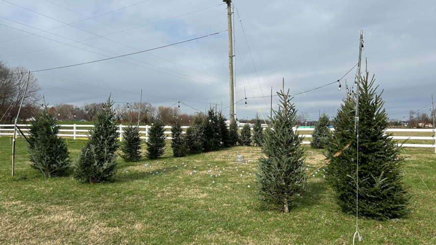 Christmas trees at Jeminley Boutique in Glendale, Ky.
