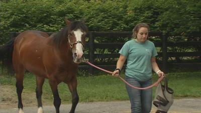 Horse adoption