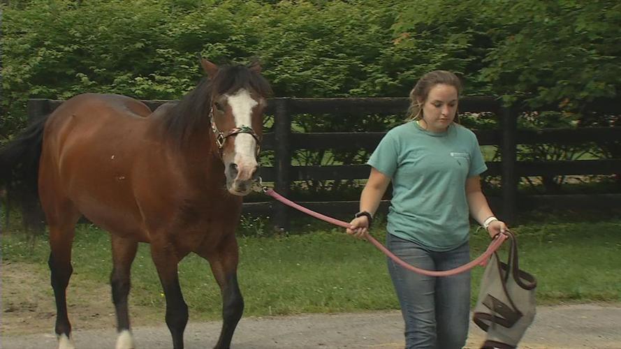 Horse adoption