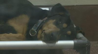 Adoptable dog