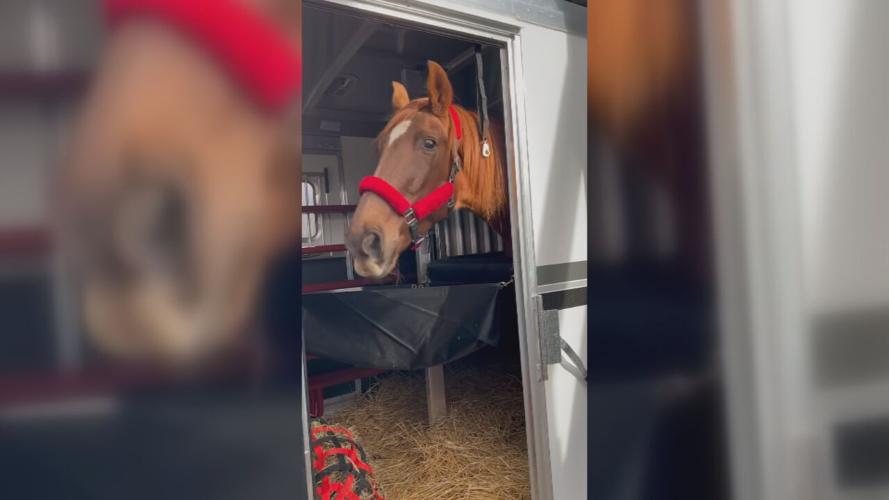 HANK THE HORSE IN NY