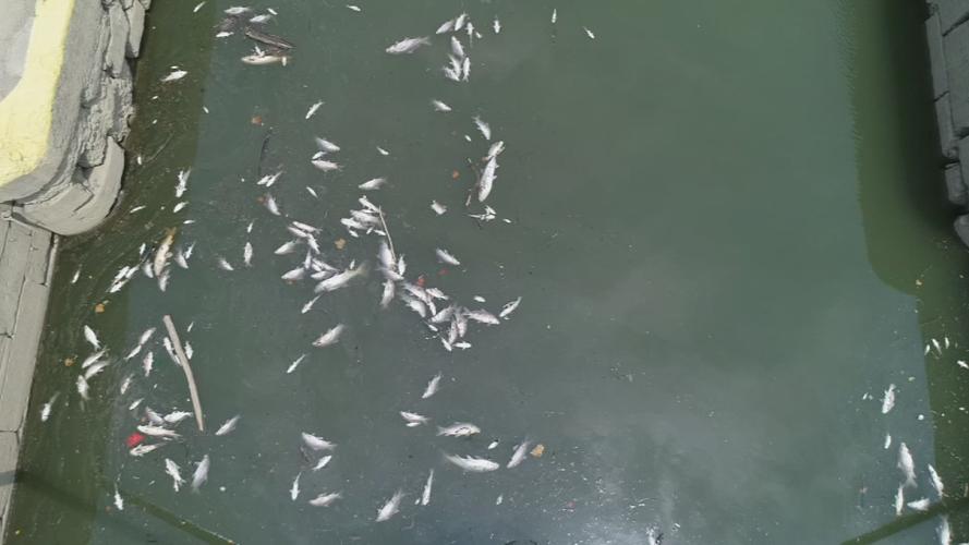 Dead Fish in the Kentucky River