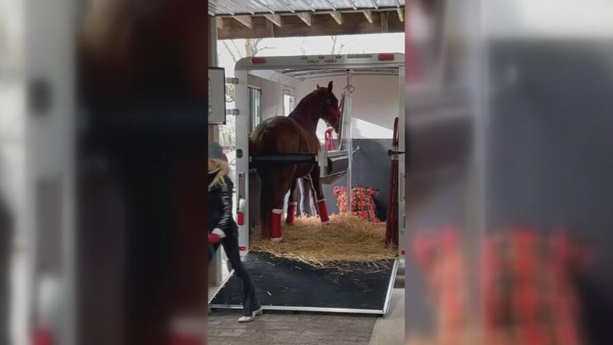 HANK THE HORSE IN NY