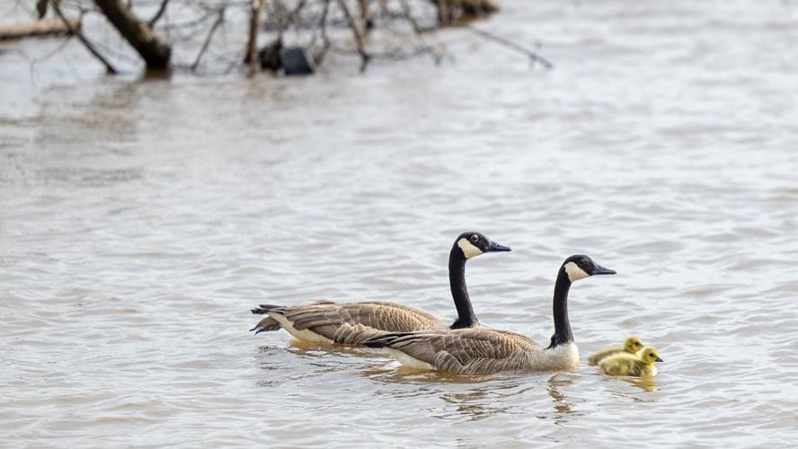 Thunder Air Show-Eric Crawford 4-20-24