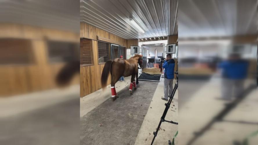 HANK THE HORSE IN NY