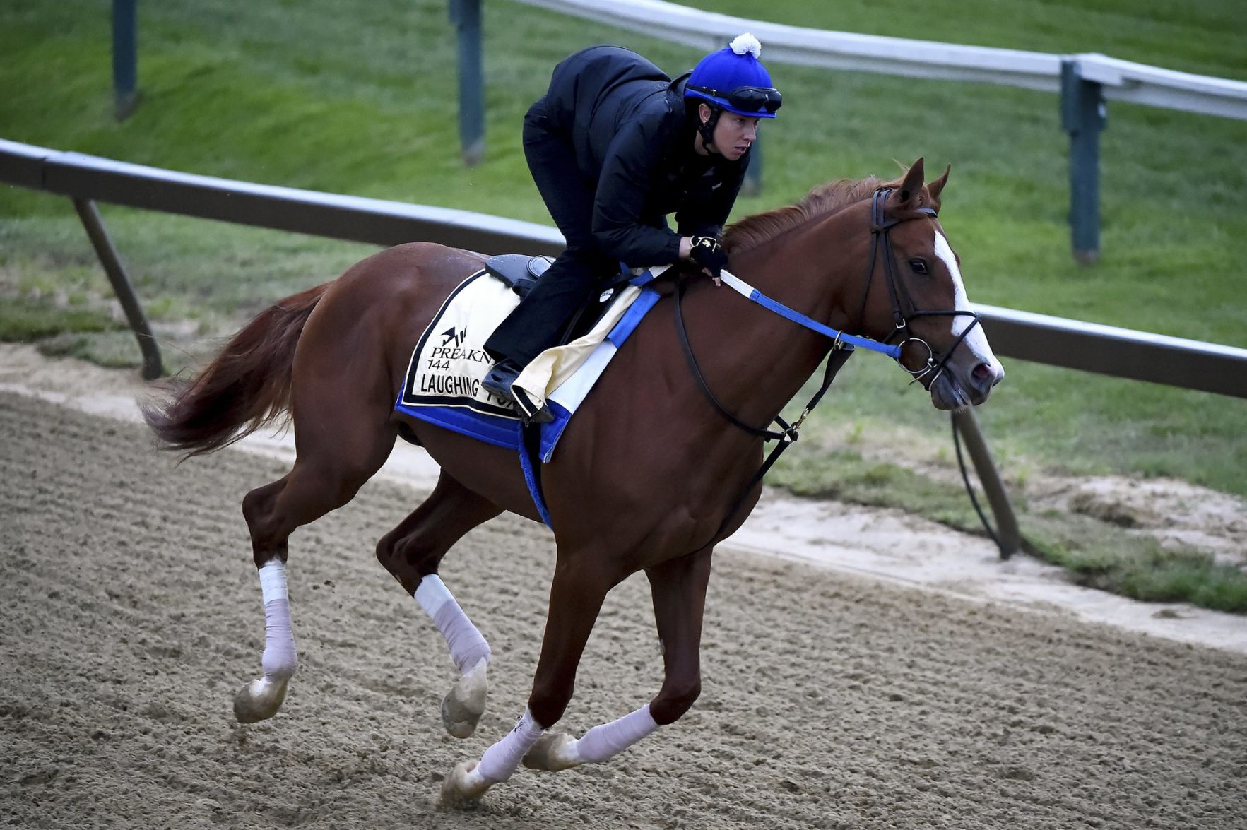 Laughing Fox exercises at Preakness