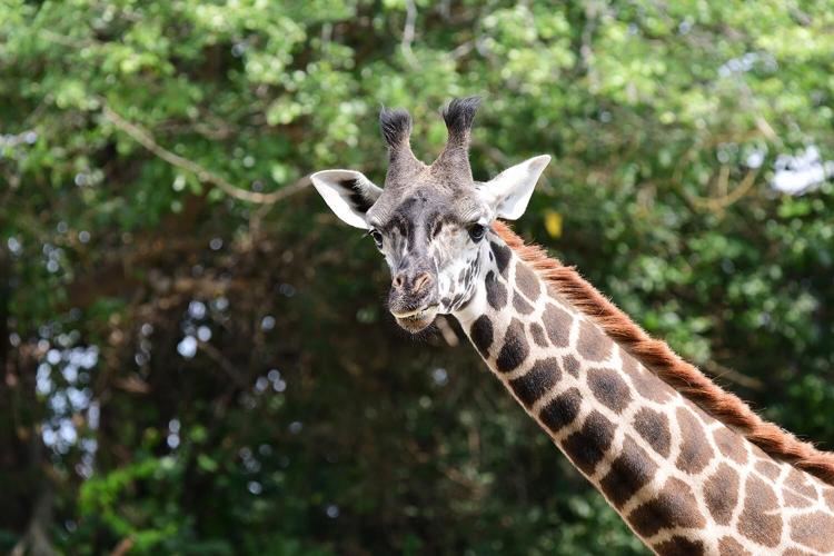 Giraffe Kianga at Louisville Zoo