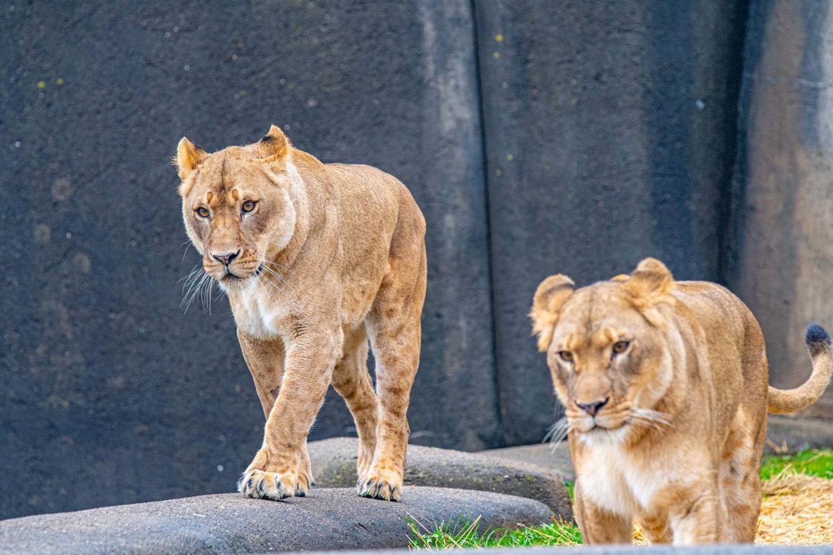 Big Cats Louisville Zoo Welcomes New Tigress Two Lionesses