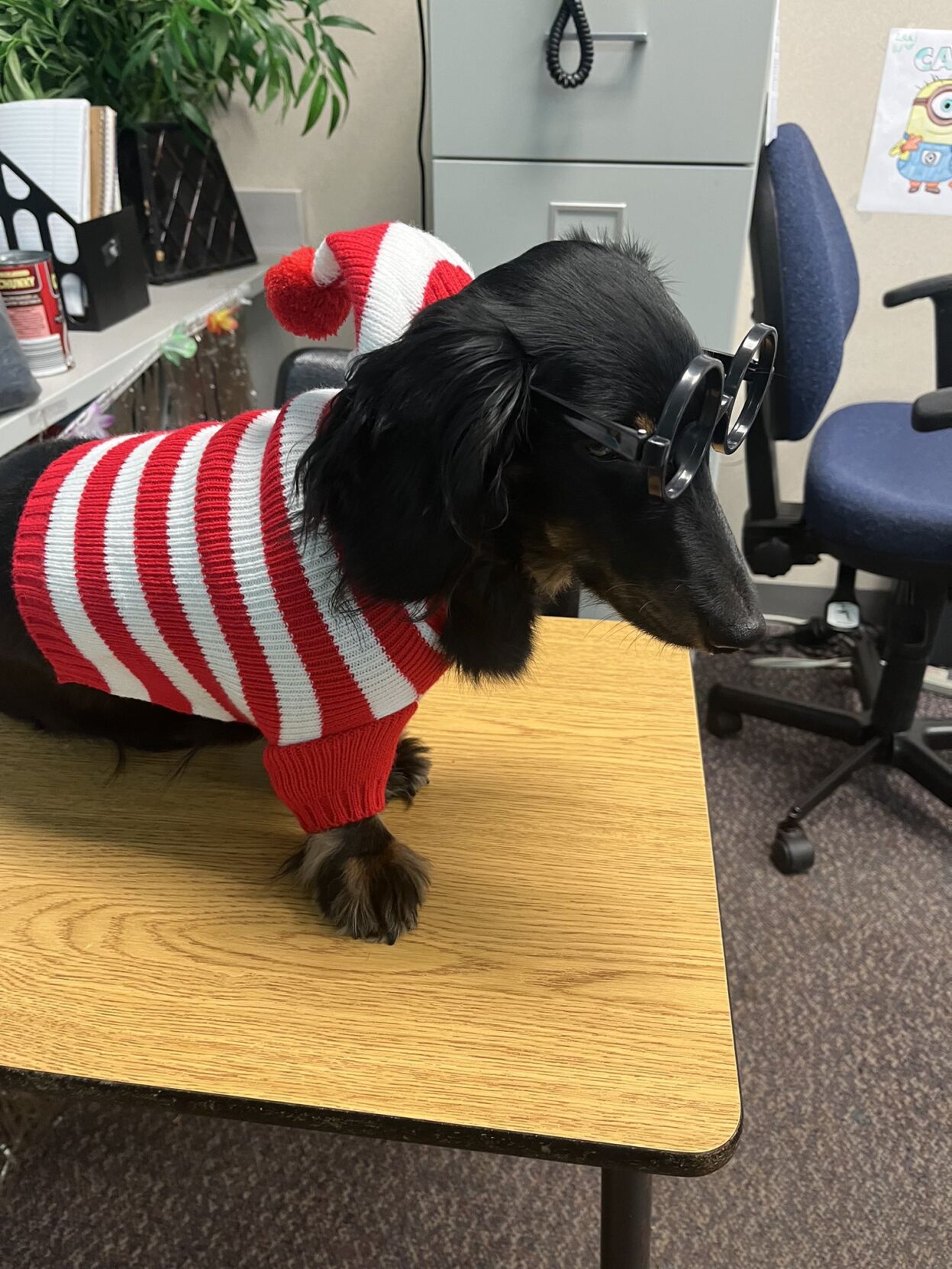 Trapper the emotional support dog at Austin HS (3).jfif