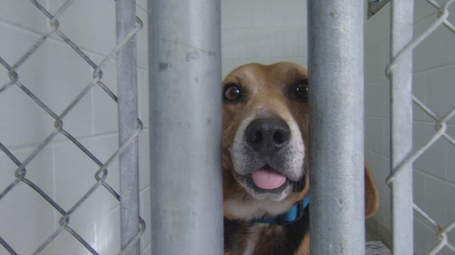Dog at Harrison County Animal Shelter 2-26-19