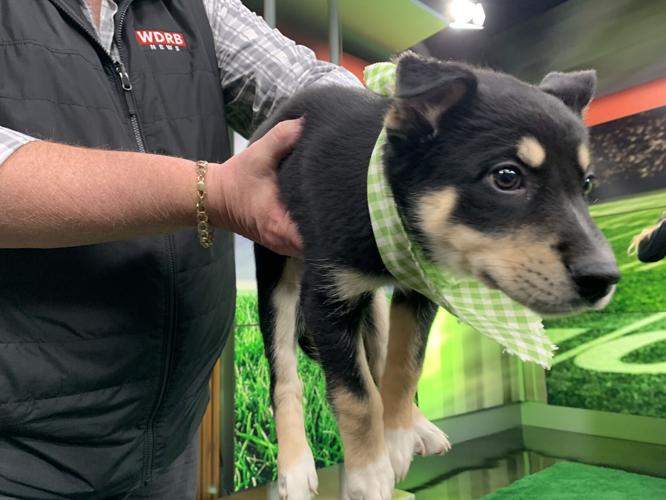 WDRB BARK BOWL 2023   (11).jpg