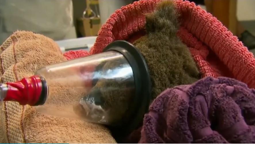 'Lewis' the koala that died on Nov. 26, 2019 from burns sustained in Australia wildfires