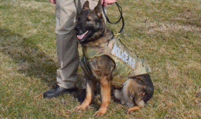 Charlestown Police Department K-9 (Franco)