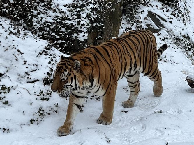 Siberian Tiger enjoys snow day in Louisville