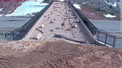Utah Wildlife Overpass-Via CNN.jpg