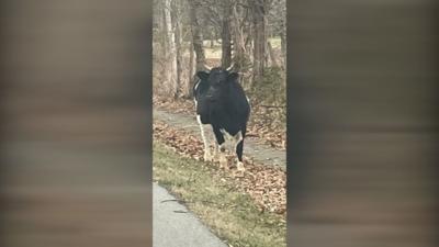 Brandenburg cow on the run 12-4-22.jpeg