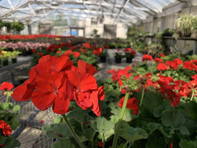 Red geraniums at Churchill Downs greenhouse