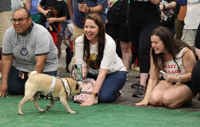 Bluegrass Pugfest