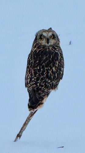 Brownstown IN owl in the snow viewer pic 1-6-25.jpeg