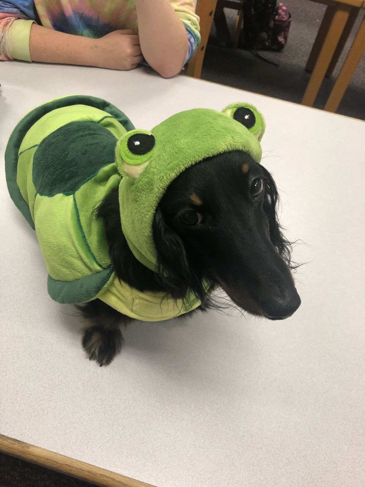 Trapper the emotional support dog at Austin HS (2).jfif