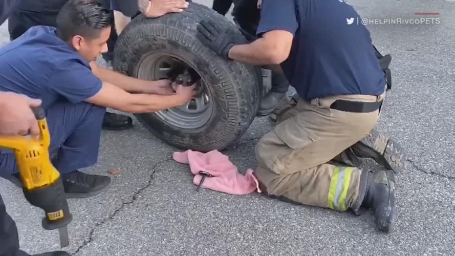 PUPPY HEAD STUCK IN WHEEL 4VO