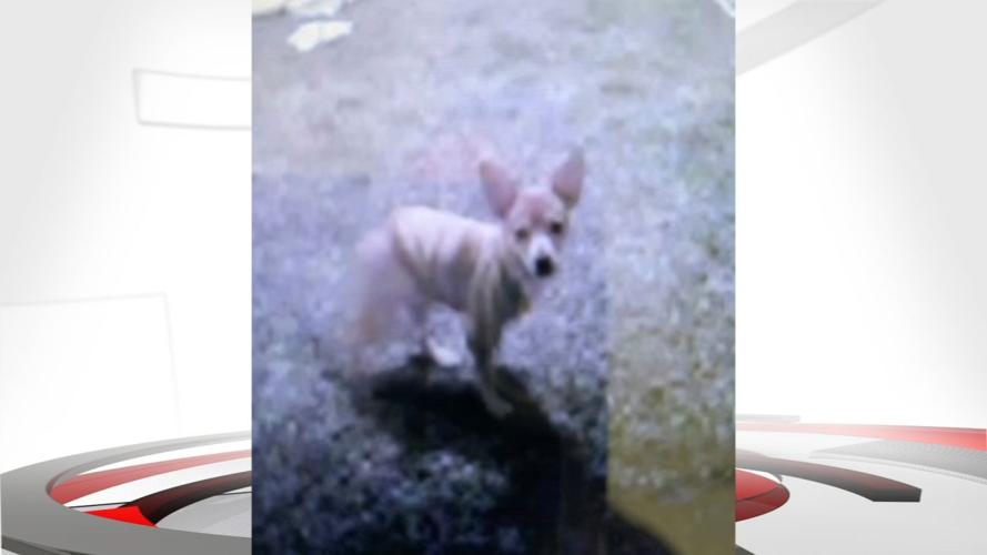 Ali Small Etown Dog Killed by BB