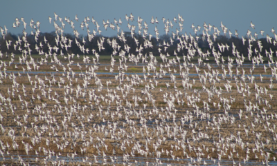 BIRD MIGRATION Is Affected By Climate Patterns Thousands Of Miles Away...