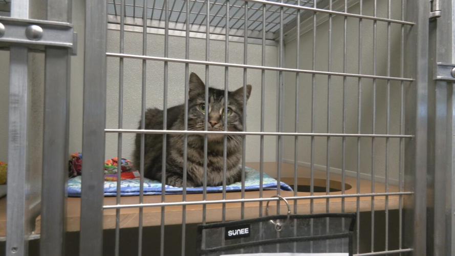 KY HUMANE SOCIETY NEW CAMPUS (1).jpeg