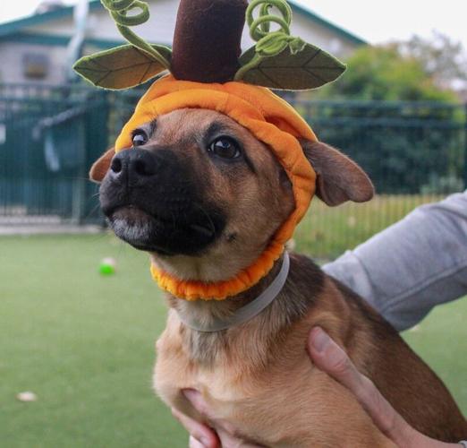 Pup wearing Halloween costume