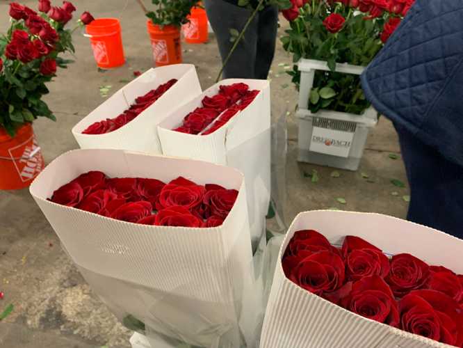 Roses being chosen to present to Derby 149 winner