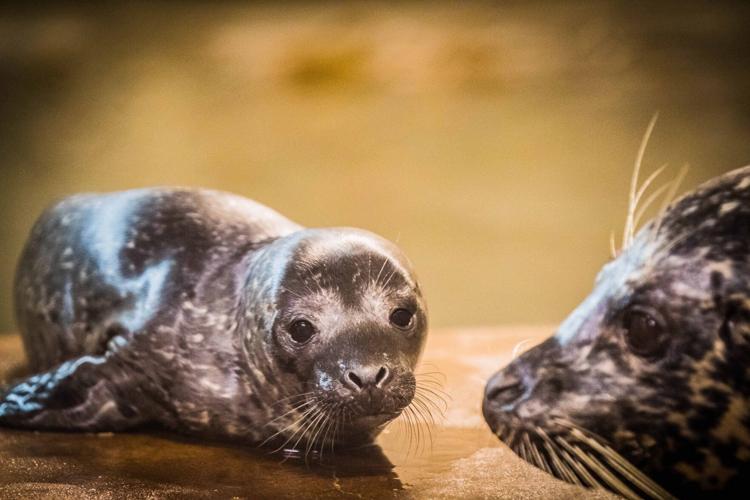 Tonie and seal pup