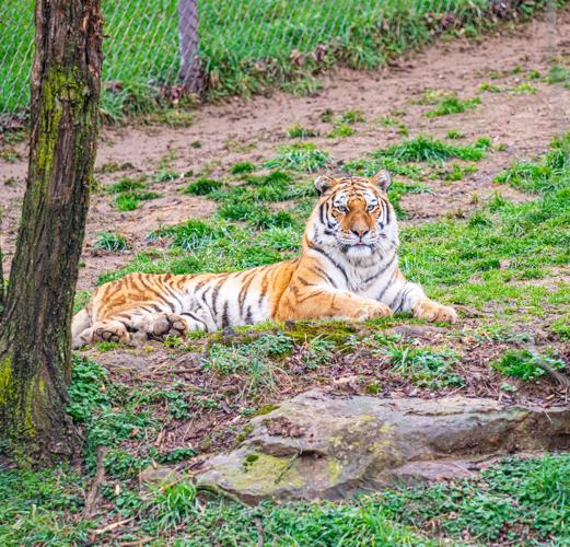 2020-2-25 Sasha 1 smaller Louisville zoo tiger.jpg