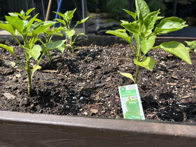 WDRB employees gather to plant and mulch the WDRB Flutter Farm