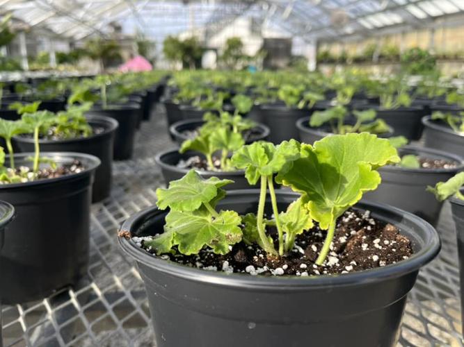 Geraniums potted inside the Churchill Downs Greenhouse ahead of Derby 149