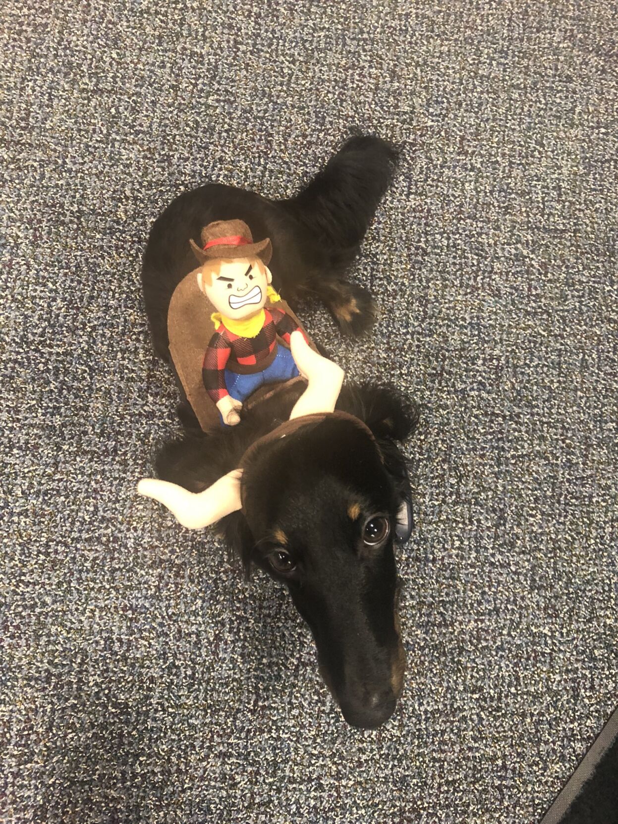 Trapper the emotional support dog at Austin HS.jfif