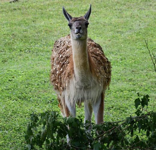 Louisville ZOO GUANACO OLIVIA