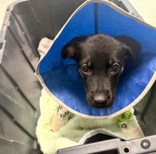 Puppy abandoned in recycling bin