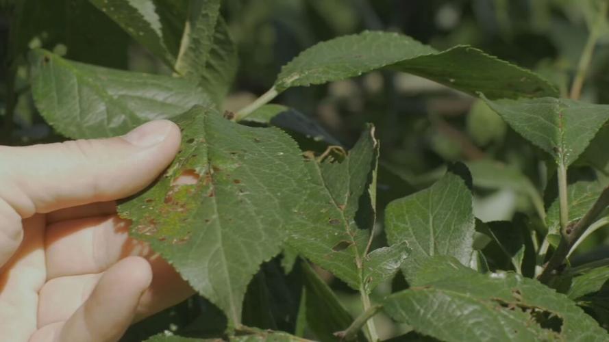 insect damage on plant leaves