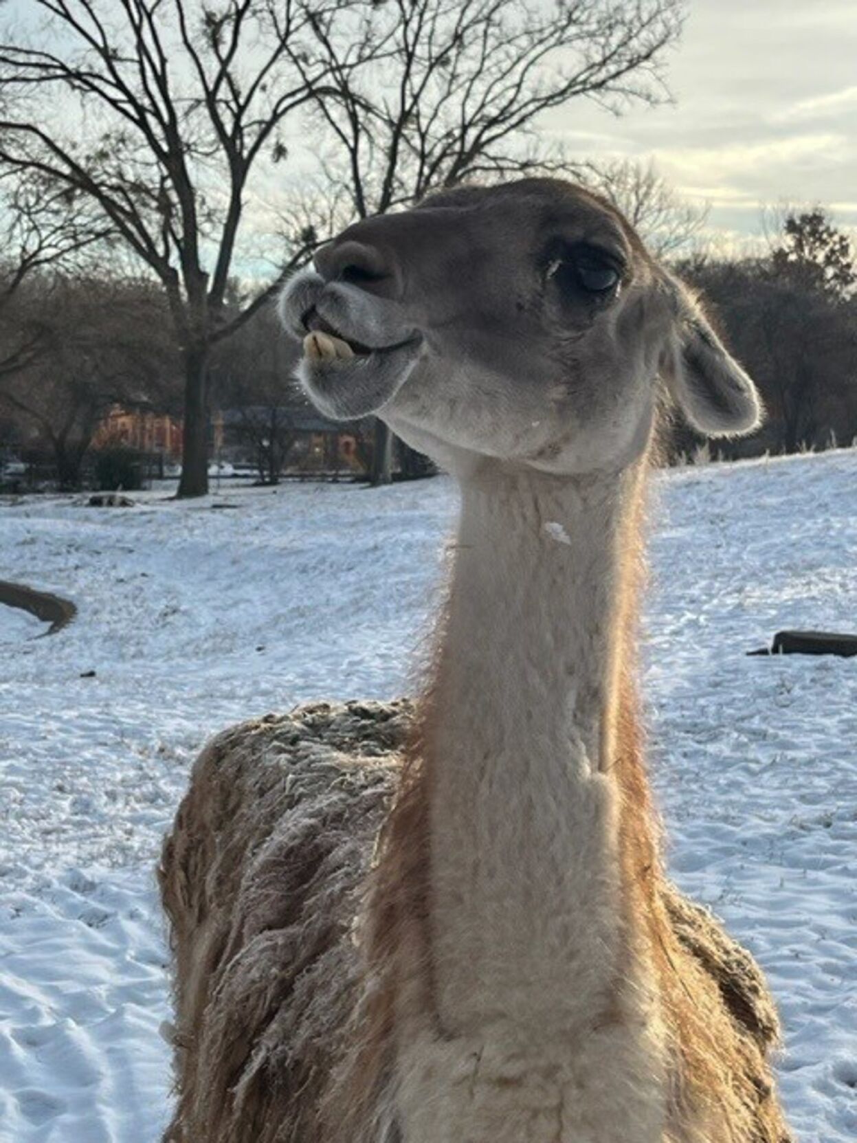 Louisville ZOO GUANACO OLIVIA