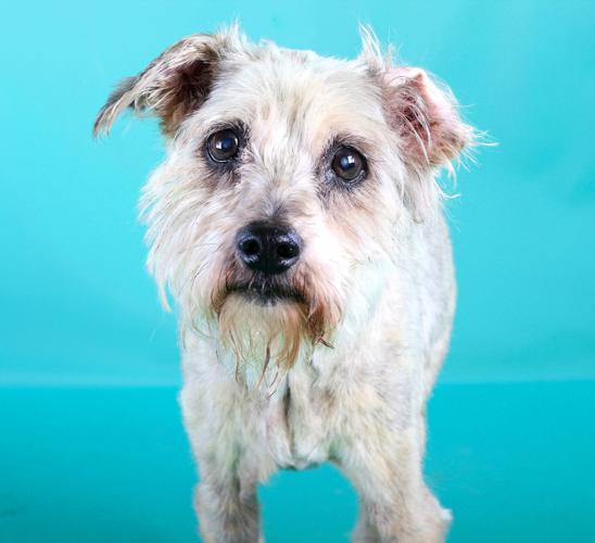 booboo from Kentucky Humane Society.jpg