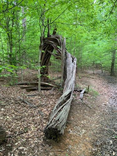 Tree in Bernheim forest