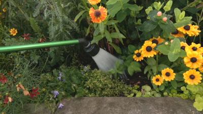 Watering plants