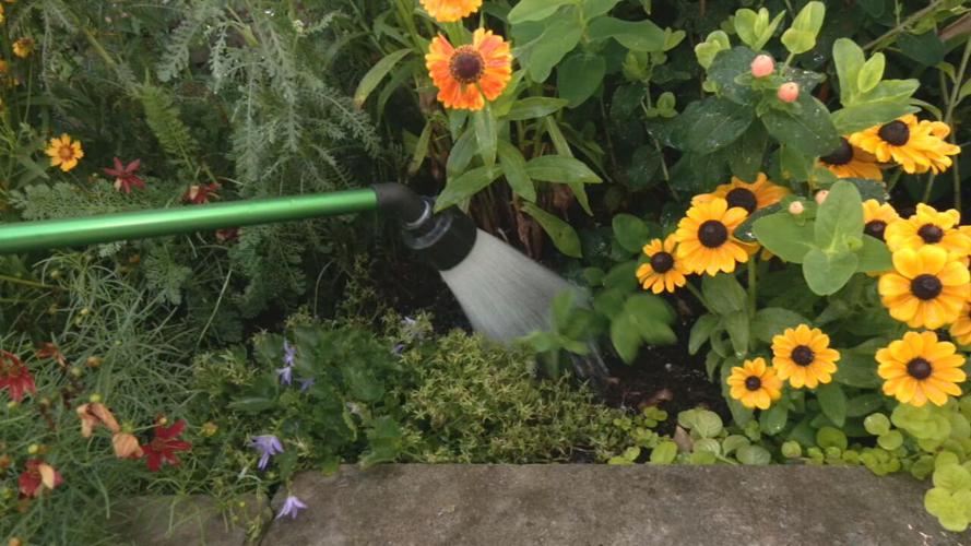 Watering plants