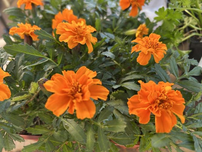 Marigolds