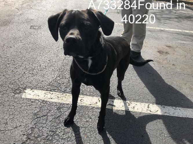 LMAS - DOG FOUND 3--2023 1.jpg